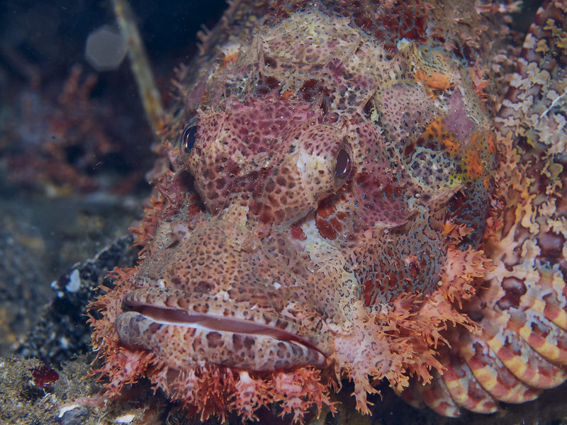 Scorpion Fish, Alma Jane